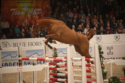 Dansk varmblod hingstekåring.
løssprngning 3års
Nøgleord: casper ask