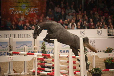 Dansk varmblod hingstekåring.
løssprngning 3års
Nøgleord: cornet's cormint