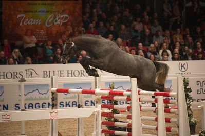 Dansk varmblod hingstekåring.
løssprngning 3års
Nøgleord: cornet's cormint