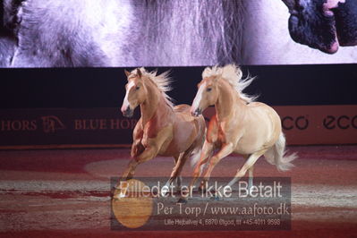 Dansk varmblod hingstekåring.
galashow
