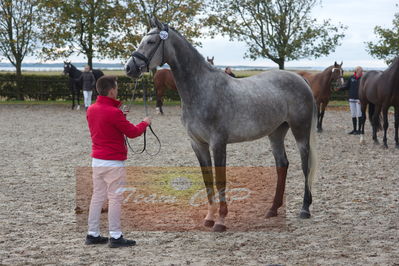 hoppekåring 2019
Nøgleord: cornatina sem;martin hove