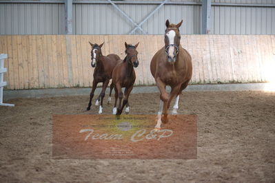 hoppekåring 2019
Nøgleord: red duchess gb