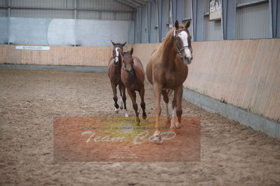 hoppekåring 2019
Nøgleord: red duchess gb