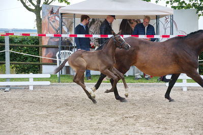 Følchampionat 2019
Billeder fra følchampionat 2019
Nøgleord: calico