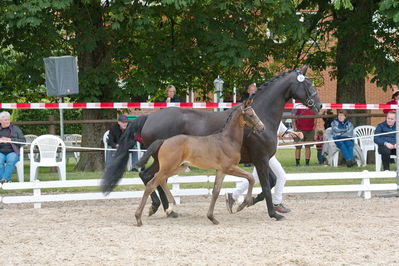 Følchampionat 2019
Billeder fra følchampionat 2019
Nøgleord: kjeldgaardens django