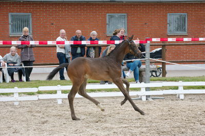 Følchampionat 2019
Billeder fra følchampionat 2019
Nøgleord: kjeldgaardens django