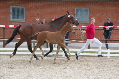 Følchampionat 2019
Billeder fra følchampionat 2019
Nøgleord: harlunds othello