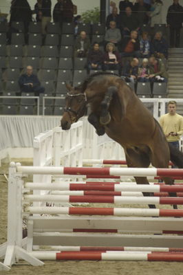 Hannoveraner Verband Hengstkörung 2018- freejumping
