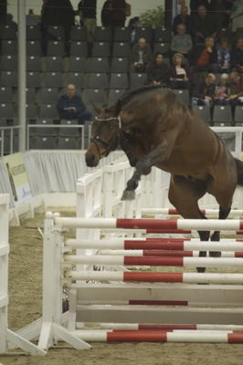 Hannoveraner Verband Hengstkörung 2018- freejumping
