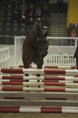 Hannoveraner Verband Hengstkörung 2018- freejumping
