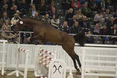 Hannoveraner Verband Hengstkörung 2018- freejumping
Nøgleord: h18-007