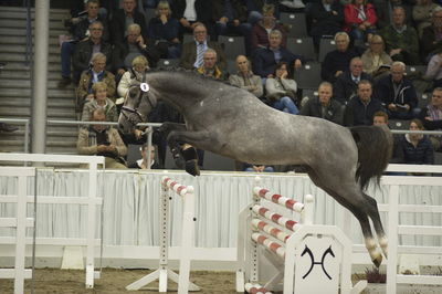 Hannoveraner Verband Hengstkörung 2018- freejumping
