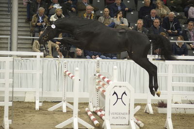 Hannoveraner Verband Hengstkörung 2018- freejumping
