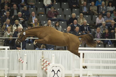 Hannoveraner Verband Hengstkörung 2018- freejumping
Nøgleord: h18-020