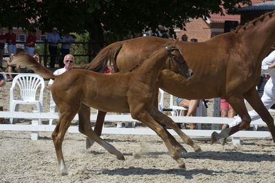 følchampionat 2018
Billeder frafølchampionat 2018
Nøgleord: katrinelund chagal;k18-027