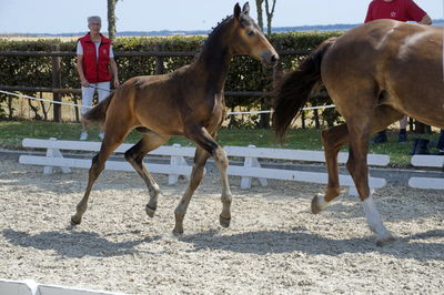 følchampionat 2018
Billeder frafølchampionat 2018
Nøgleord: k18-044;BORBJERGS MAESTRO DE BELA