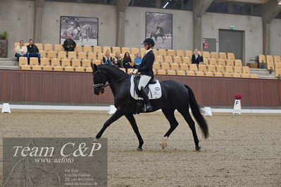 Blue Hors
5års dressur kvl
Nøgleord: kgs hørgaards fighter dwb;ida gulberg