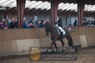 Hingstekåring i Grindsted Rideklub
