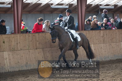 Hingstekåring i Grindsted Rideklub
Nøgleord: obelix;christina andersson