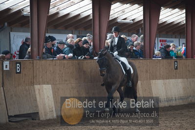 Hingstekåring i Grindsted Rideklub
Nøgleord: obelix;christina andersson