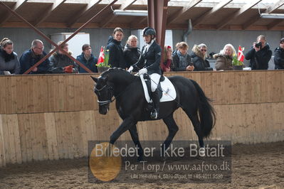 Hingstekåring i Grindsted Rideklub
