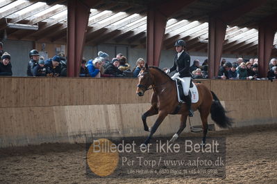 Hingstekåring i Grindsted Rideklub
