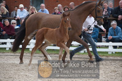 benthus 2019
Billeder fra åbenthus
Nøgleord: chackfly føl