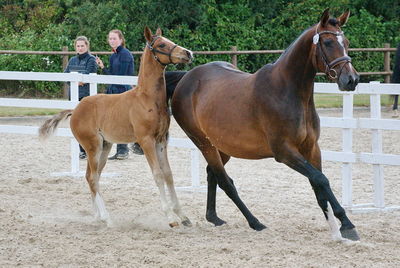 Følchampionat 2019
Billeder fra følchampionat 2019
Nøgleord: norgaards orlando